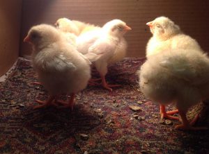 Chick1